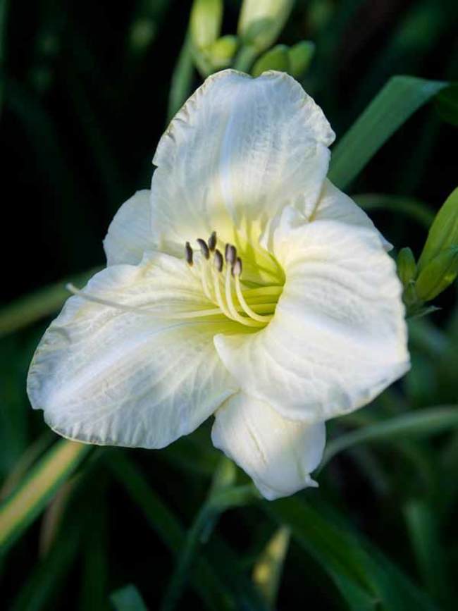 Možné problémy při pěstování květiny Hemerocallis gentle shepherd