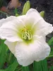 Hemerocallis Gentle Shepherd