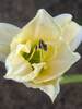 Hemerocallis Gentle Shepherd