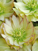 Helleborus Golden Lotus