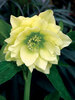 Helleborus Golden Lotus