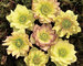 Helleborus Golden Lotus