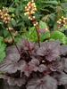 Heuchera Gotham