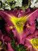 Hemerocallis Garden Show