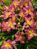 Hemerocallis Garden Show