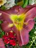 Hemerocallis Garden Show