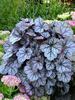 Heuchera Glitter