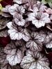 Heuchera Glitter