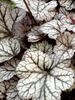 Heuchera Glitter