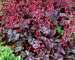 Heuchera Glitter