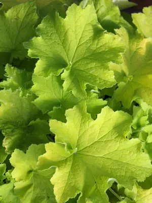 Link to Heuchera Guacamole