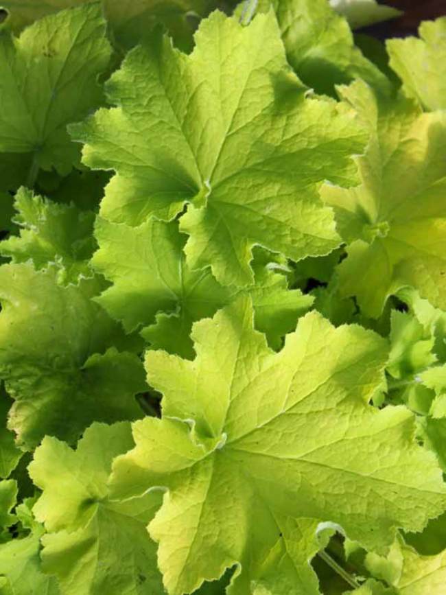 Heuchera Guacamole