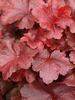 Heuchera Galaxy