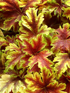 Heucherella