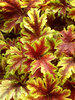 Heucherella Gold Zebra