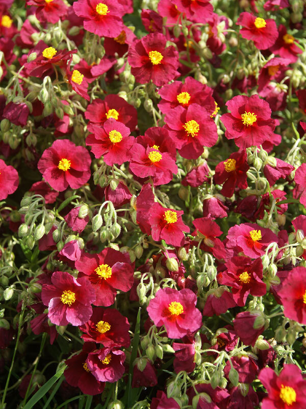Helianthemum Hartswood Ruby