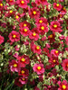 Helianthemum Hartswood Ruby