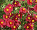 Helianthemum Hartswood Ruby