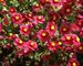 Helianthemum Hartswood Ruby