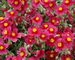 Helianthemum Hartswood Ruby