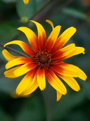 Link to Heliopsis Burning Hearts