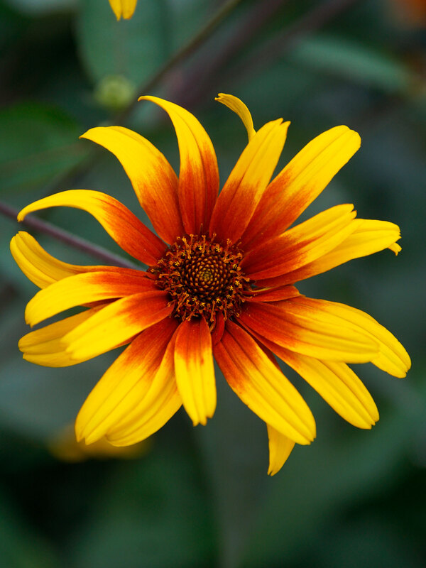 Heliopsis Burning Hearts