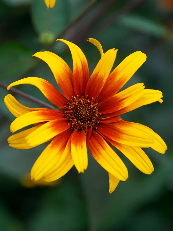Heliopsis Burning Hearts