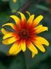 Heliopsis Burning Hearts