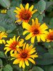 Heliopsis Burning Hearts