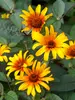 Heliopsis Burning Hearts