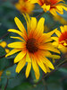 Heliopsis Burning Hearts