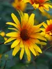 Heliopsis Burning Hearts