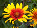Heliopsis Burning Hearts