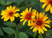 Heliopsis Burning Hearts