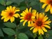 Heliopsis Burning Hearts