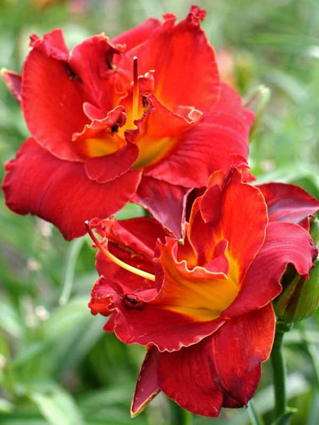 Hemerocallis Highland Lord | Bluestone Perennials
