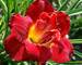 Hemerocallis Highland Lord