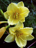 Hemerocallis Happy-Returns