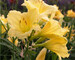 Hemerocallis Happy-Returns