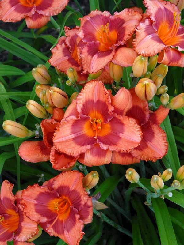 Hemerocallis Holiday Song