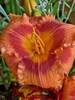 Hemerocallis Holiday Song