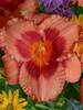 Hemerocallis Holiday Song