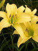 Hemerocallis Hyperion