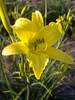 Hemerocallis Hyperion