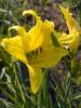 Hemerocallis Hyperion