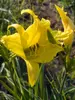 Hemerocallis Hyperion