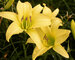 Hemerocallis Hyperion