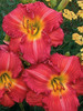 Hemerocallis Irving-Hepner