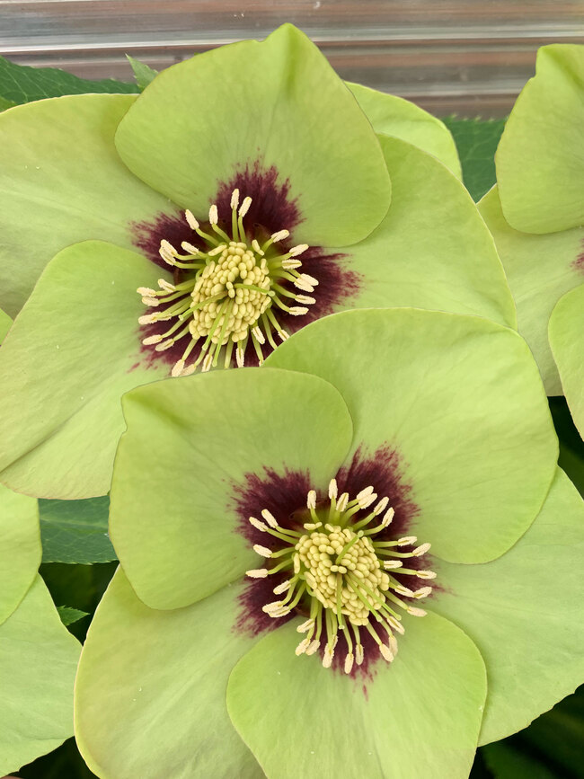 Helleborus Irish Luck