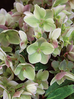 Helleborus